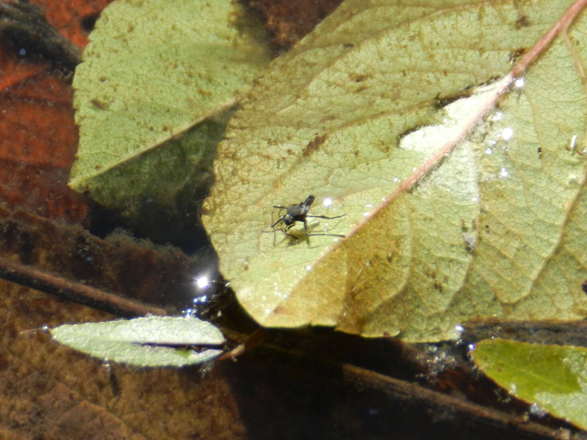 Image of Rhagovelia oriander Parshley 1922