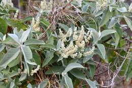 Image of Buddleja crotonoides A. Gray