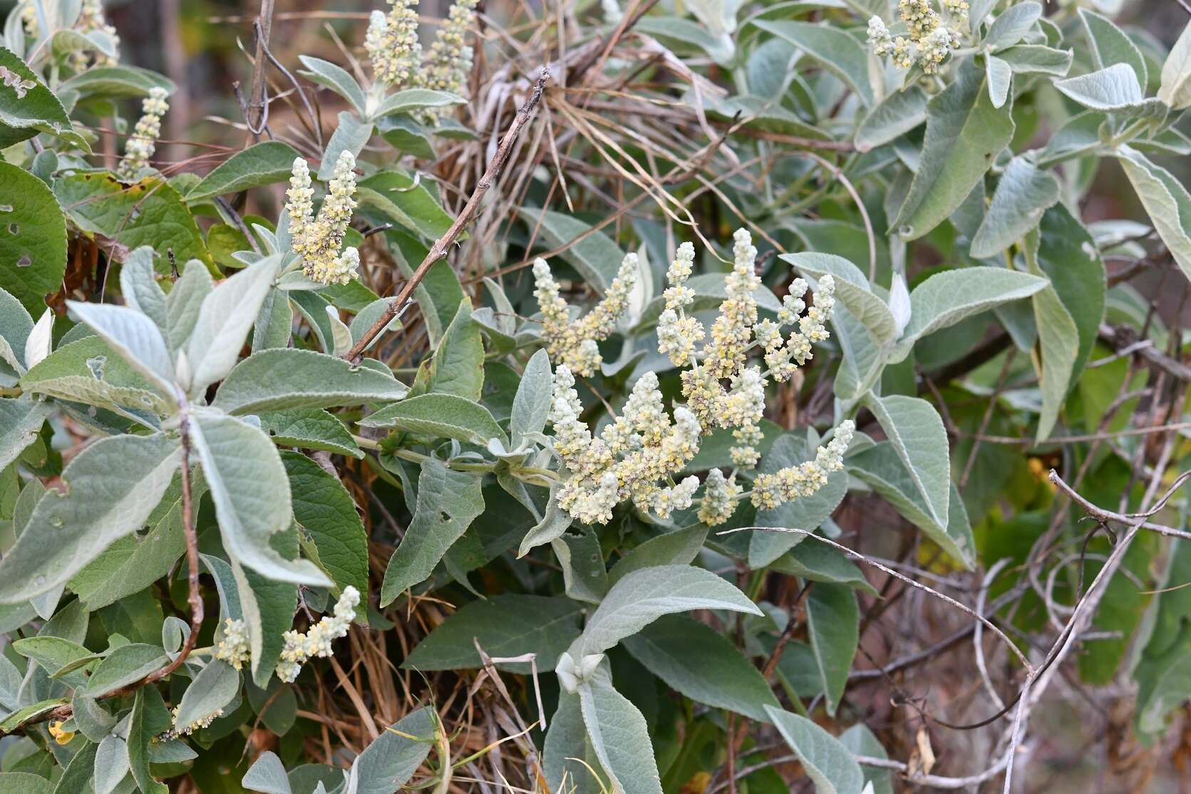 Image of Buddleja crotonoides A. Gray