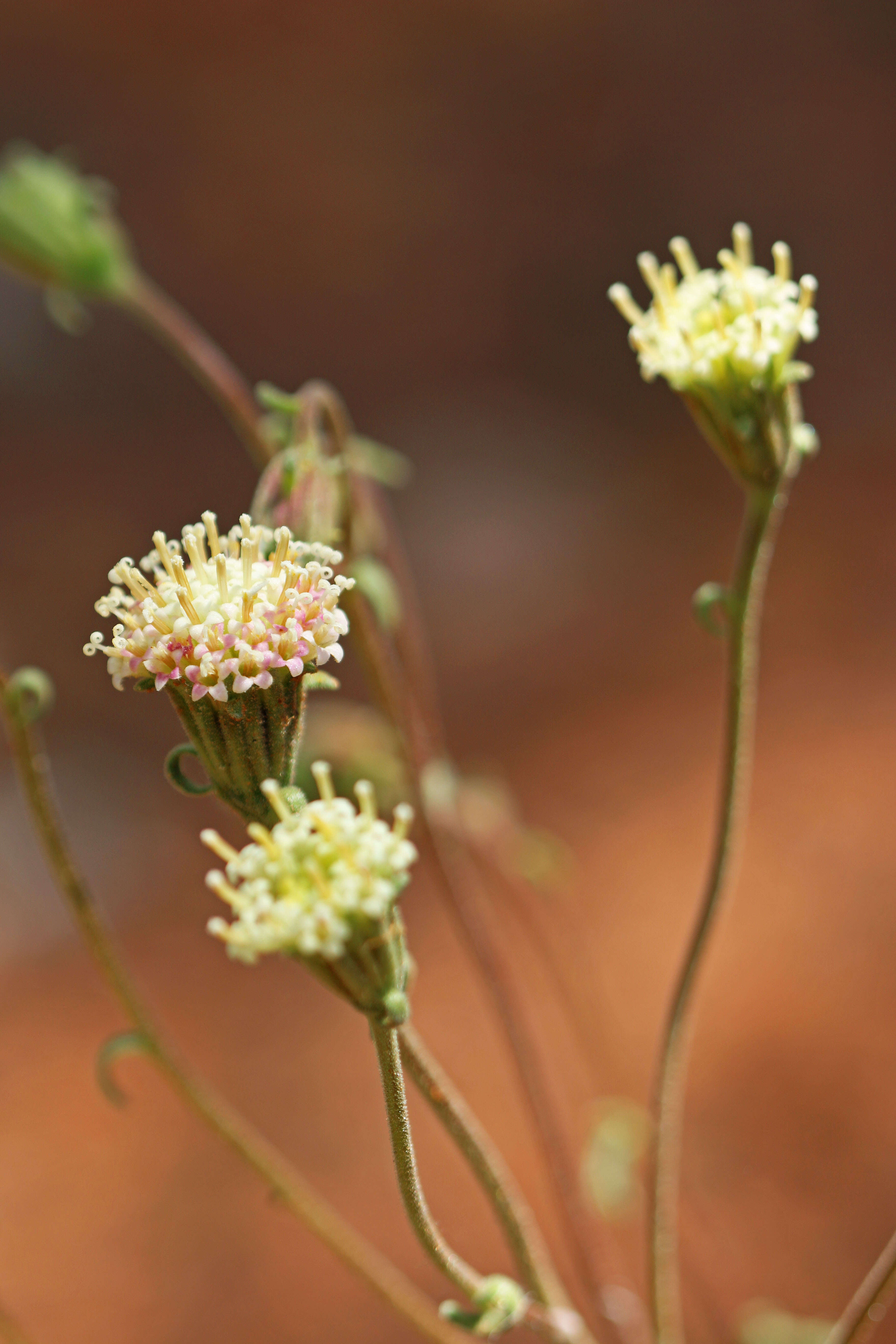 Image of Esteve's pincushion