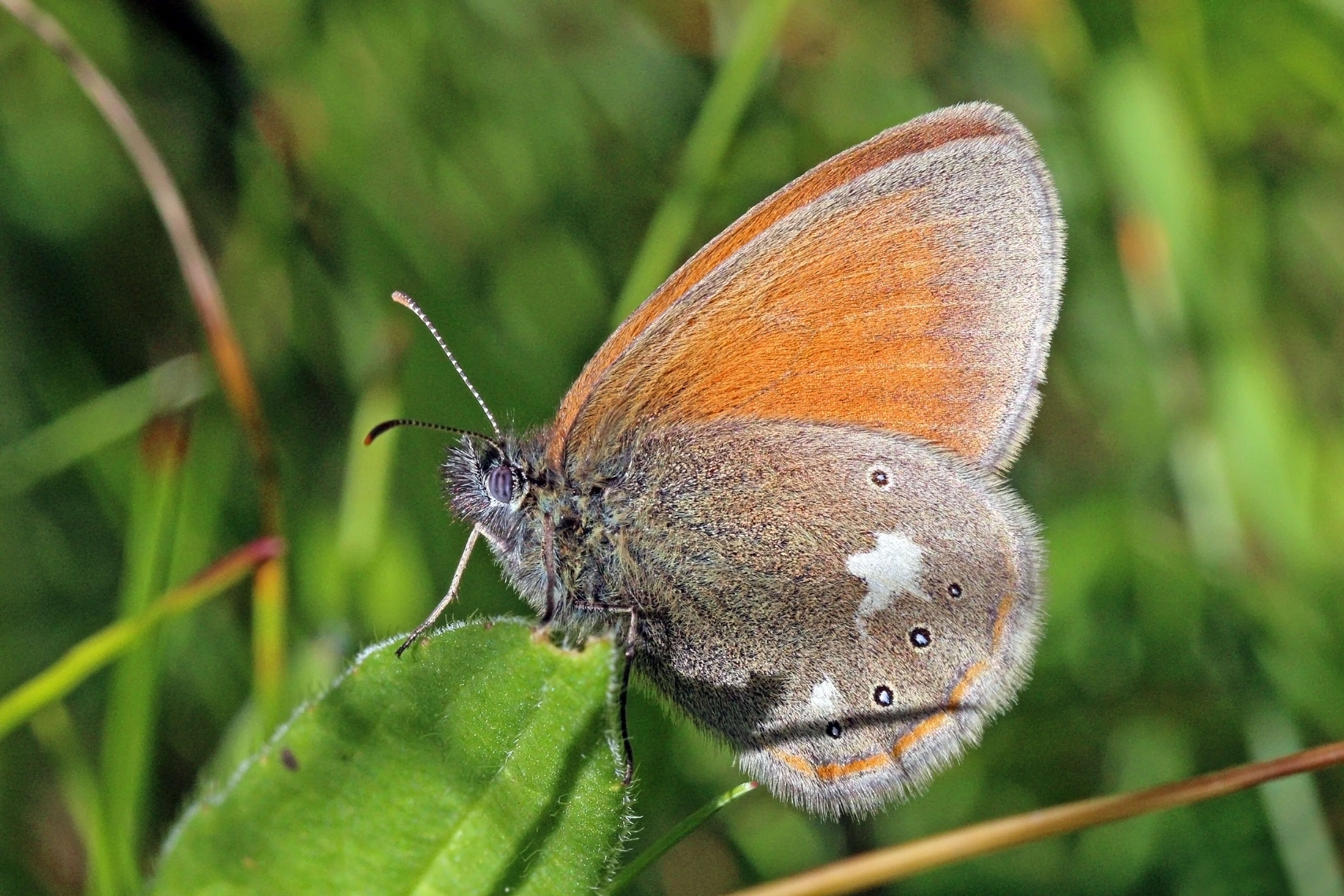 Image of Coenonympha glycerion