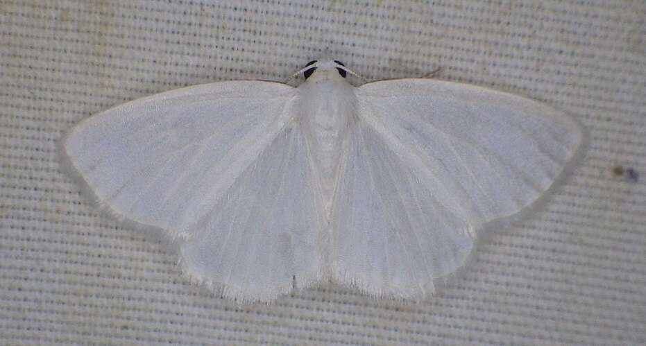 Image of White Spring Moth