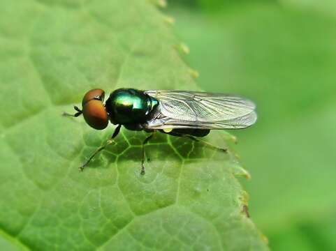 Image of Soldier fly