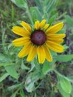 Sivun Rudbeckia hirta var. pulcherrima Farw. kuva