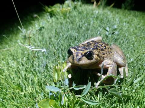 Image of Pehuenche Spiny-chest Frog