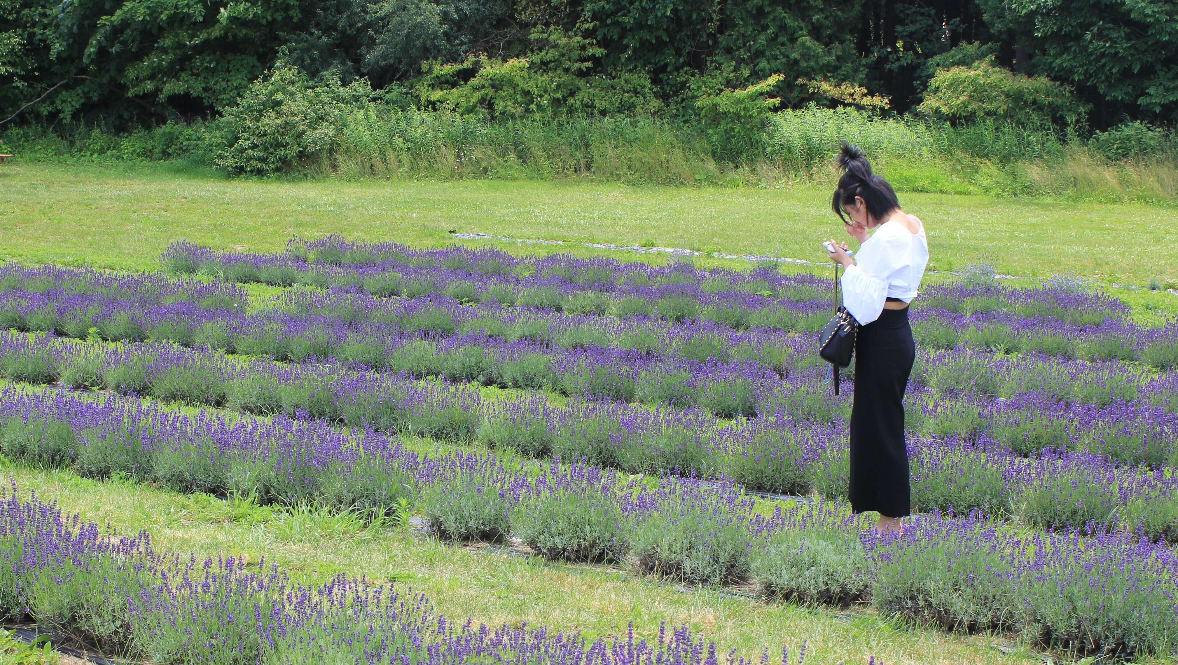 Image of English Lavendar