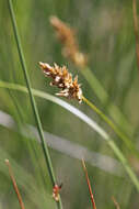 Image of clustered field sedge