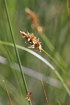 Image of clustered field sedge