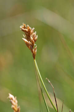 Image of clustered field sedge