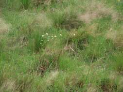 Image of Cyperus niveus Retz.