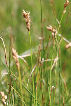 Image of clustered field sedge