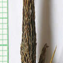 Image of Nebraska sedge