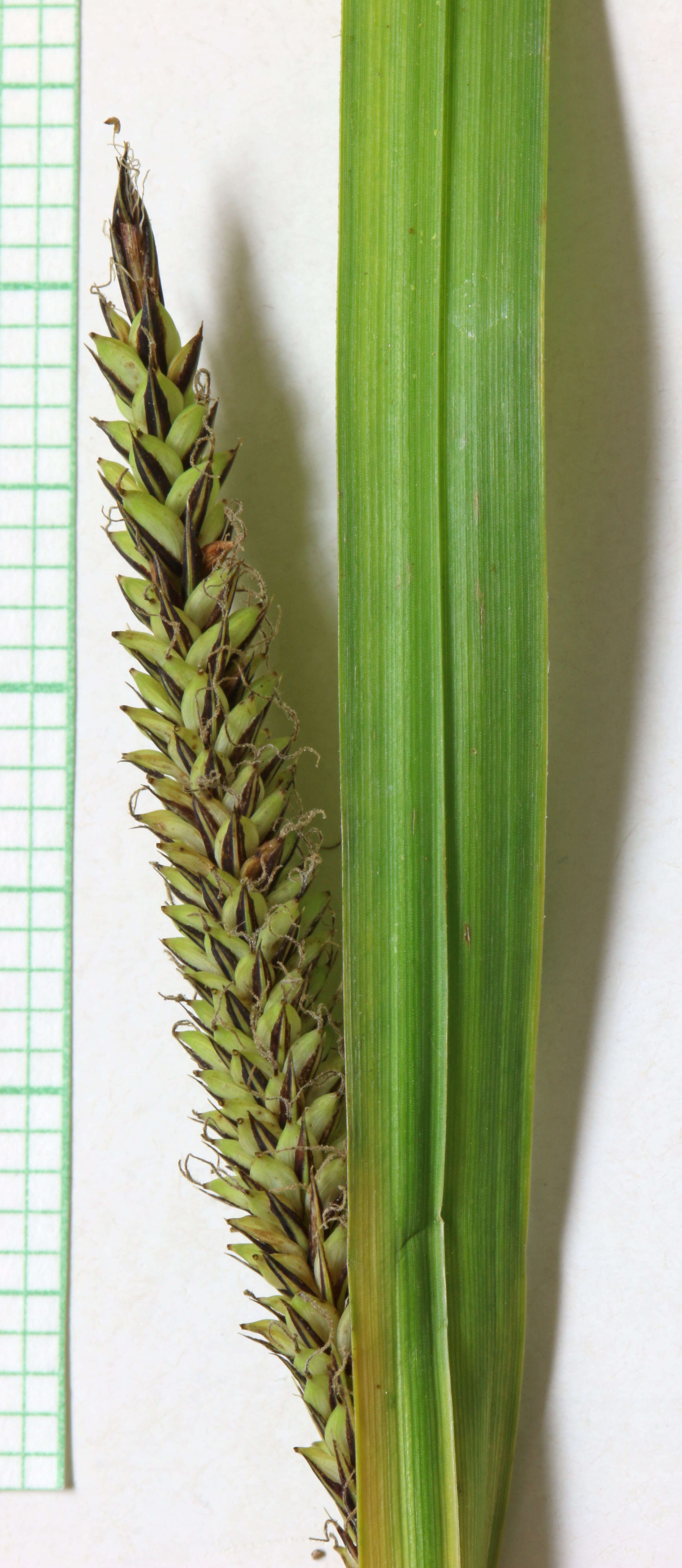 Image de Carex de nebraska