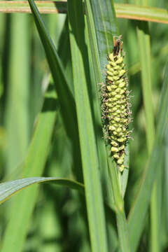 Image of Nebraska sedge