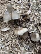 Image of straw mushroom