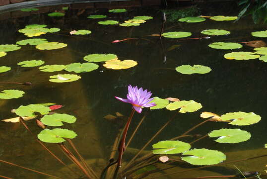 Image of blue star water-lily