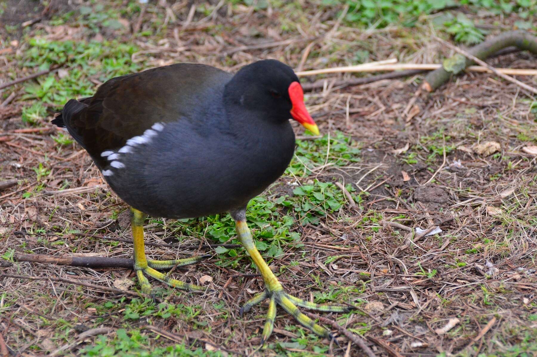 Image de Gallinula chloropus chloropus (Linnaeus 1758)