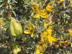 Image of Cleomella arborea var. globosa (Coville) J. C. Hall & Roalson