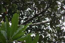 Image of Black-breasted Puffbird