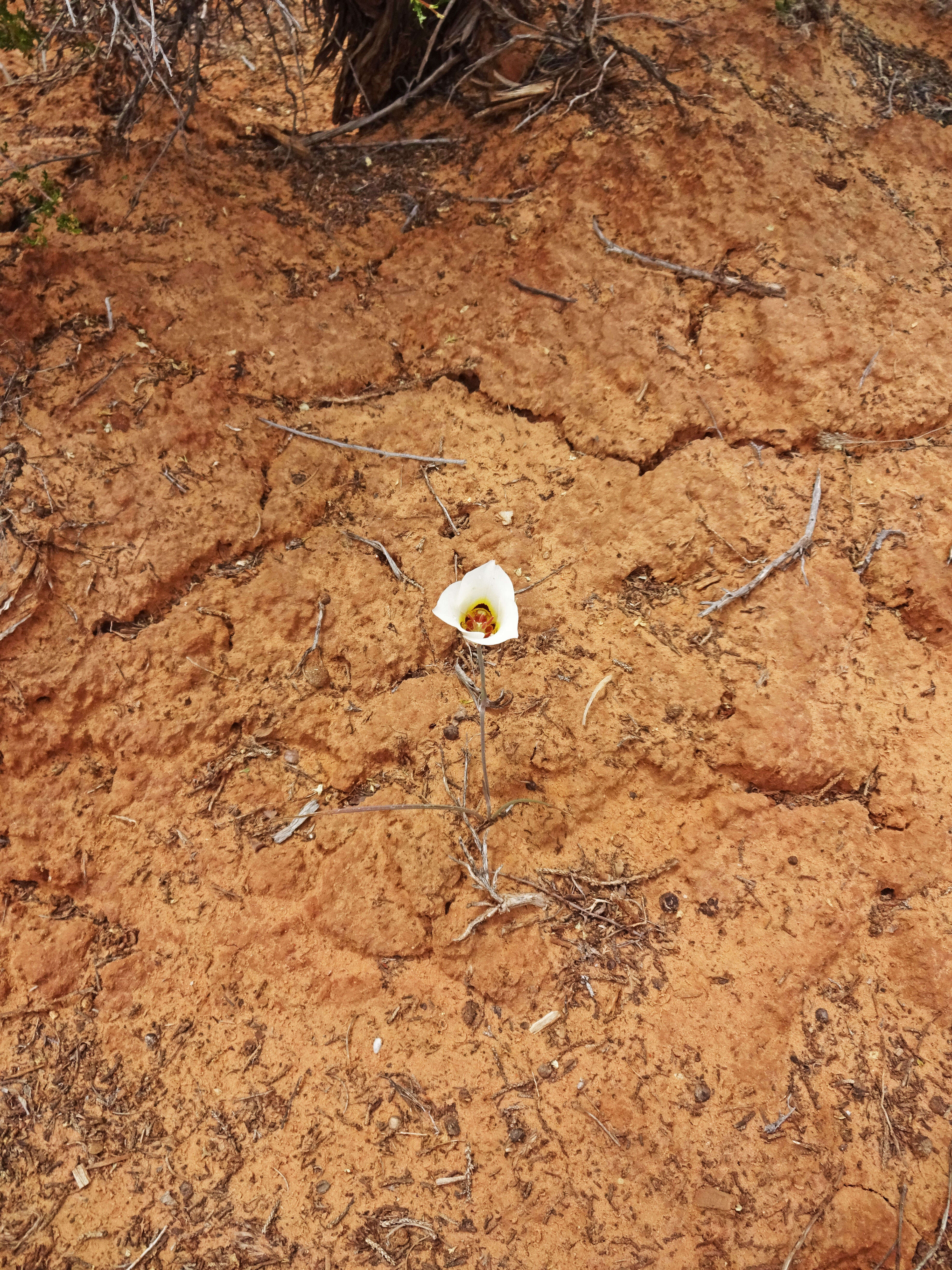 Слика од Calochortus nuttallii Torr.