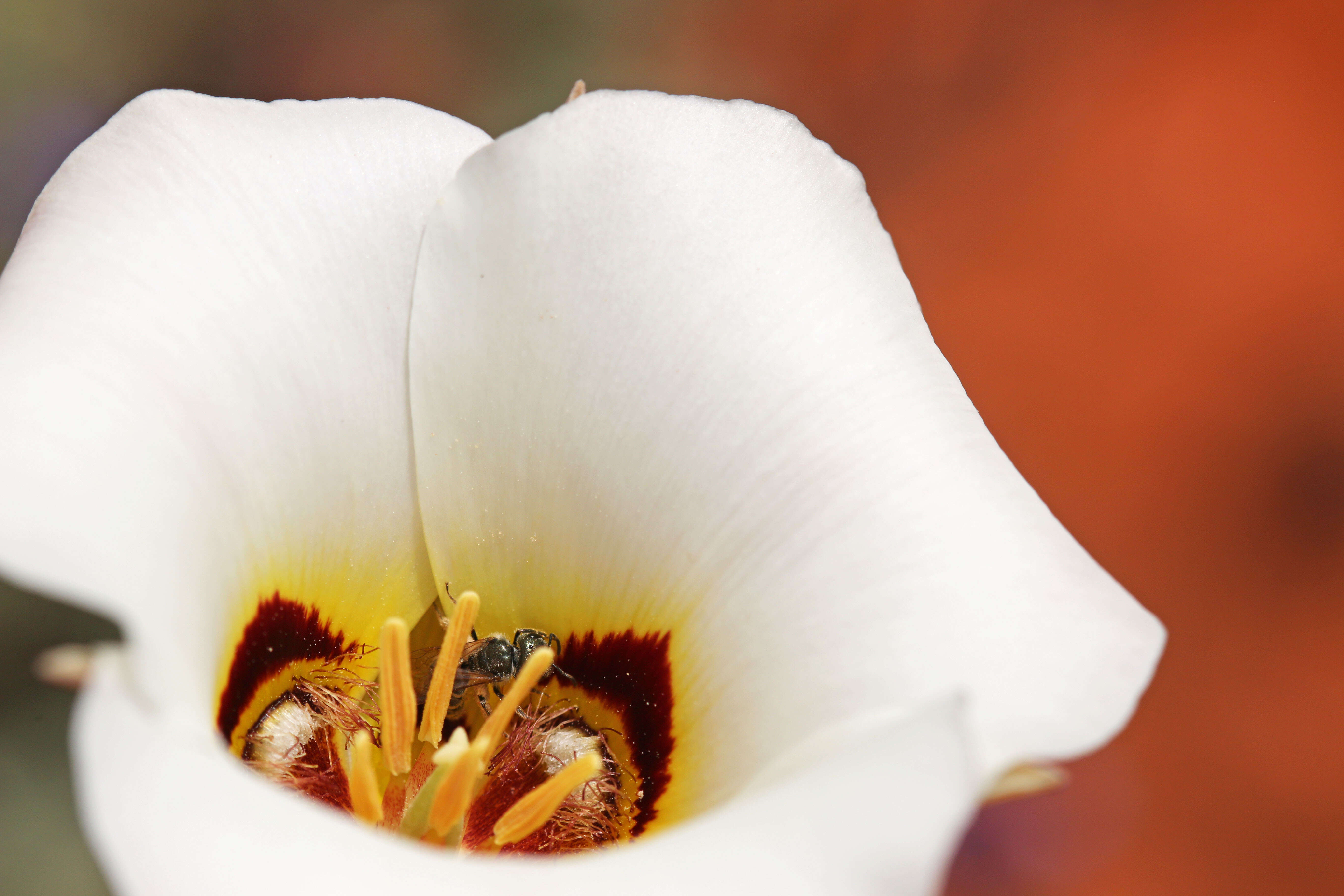 Слика од Calochortus nuttallii Torr.