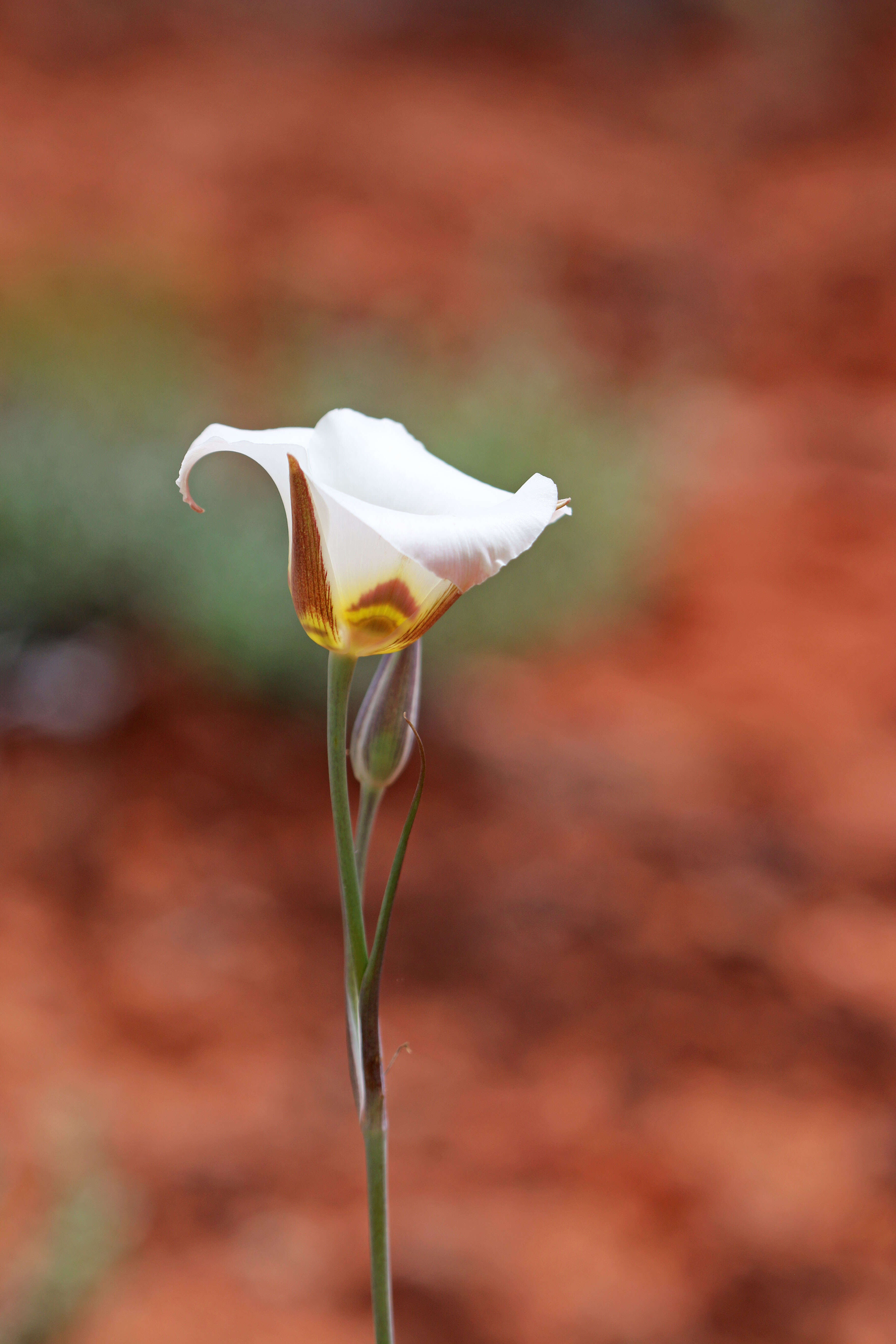 Слика од Calochortus nuttallii Torr.