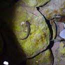 Image of Sichuan salamander