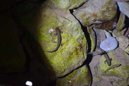 Image of Sichuan salamanders