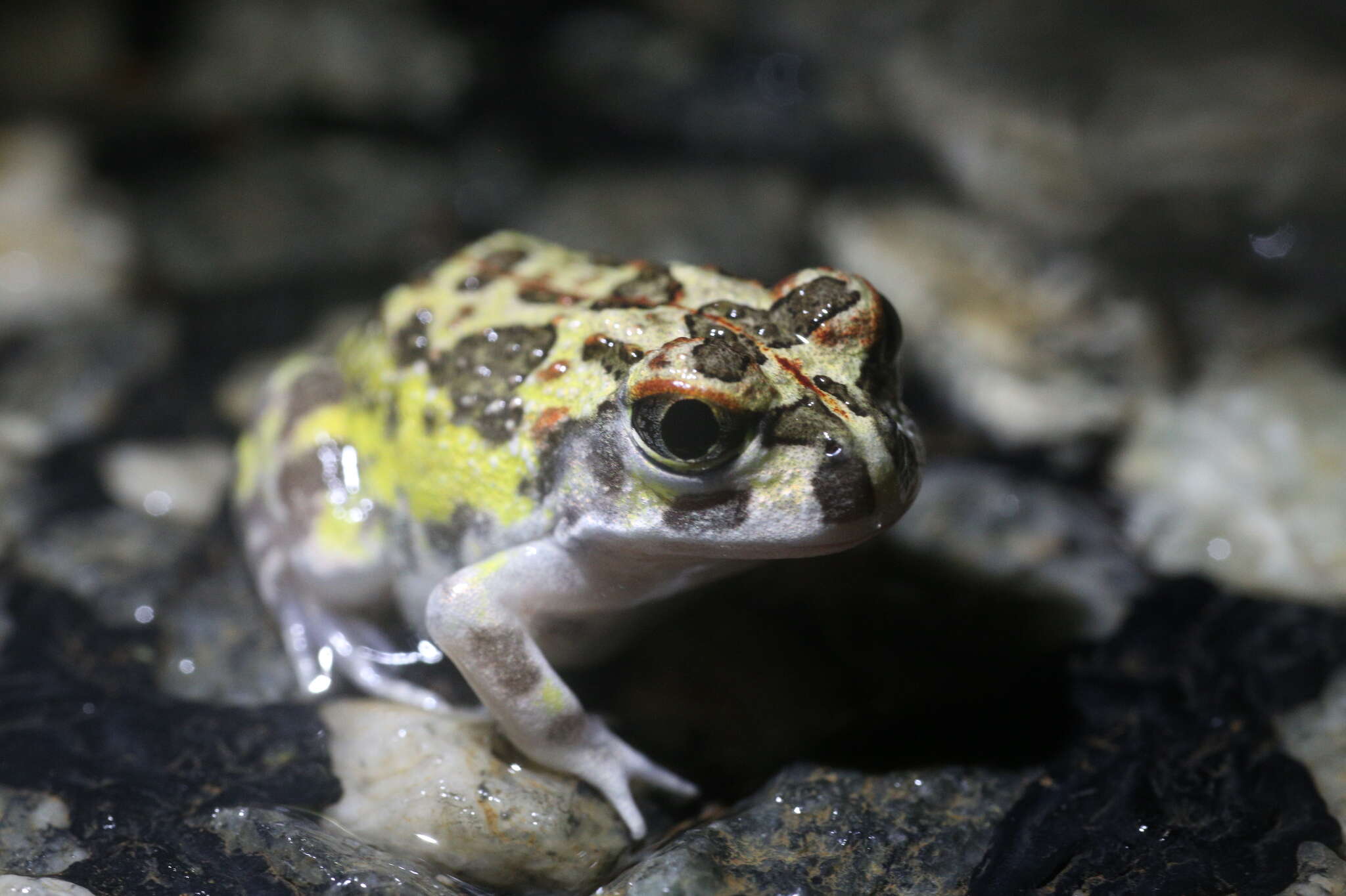 Imagem de Neobatrachus pelobatoides (Werner 1914)