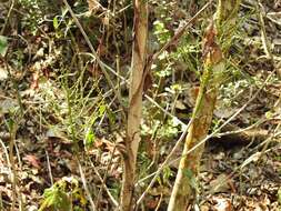 Image of Chamaedorea glaucifolia H. Wendl.