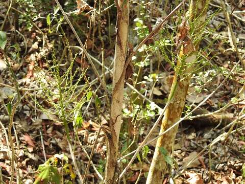 Image of Chamaedorea glaucifolia H. Wendl.