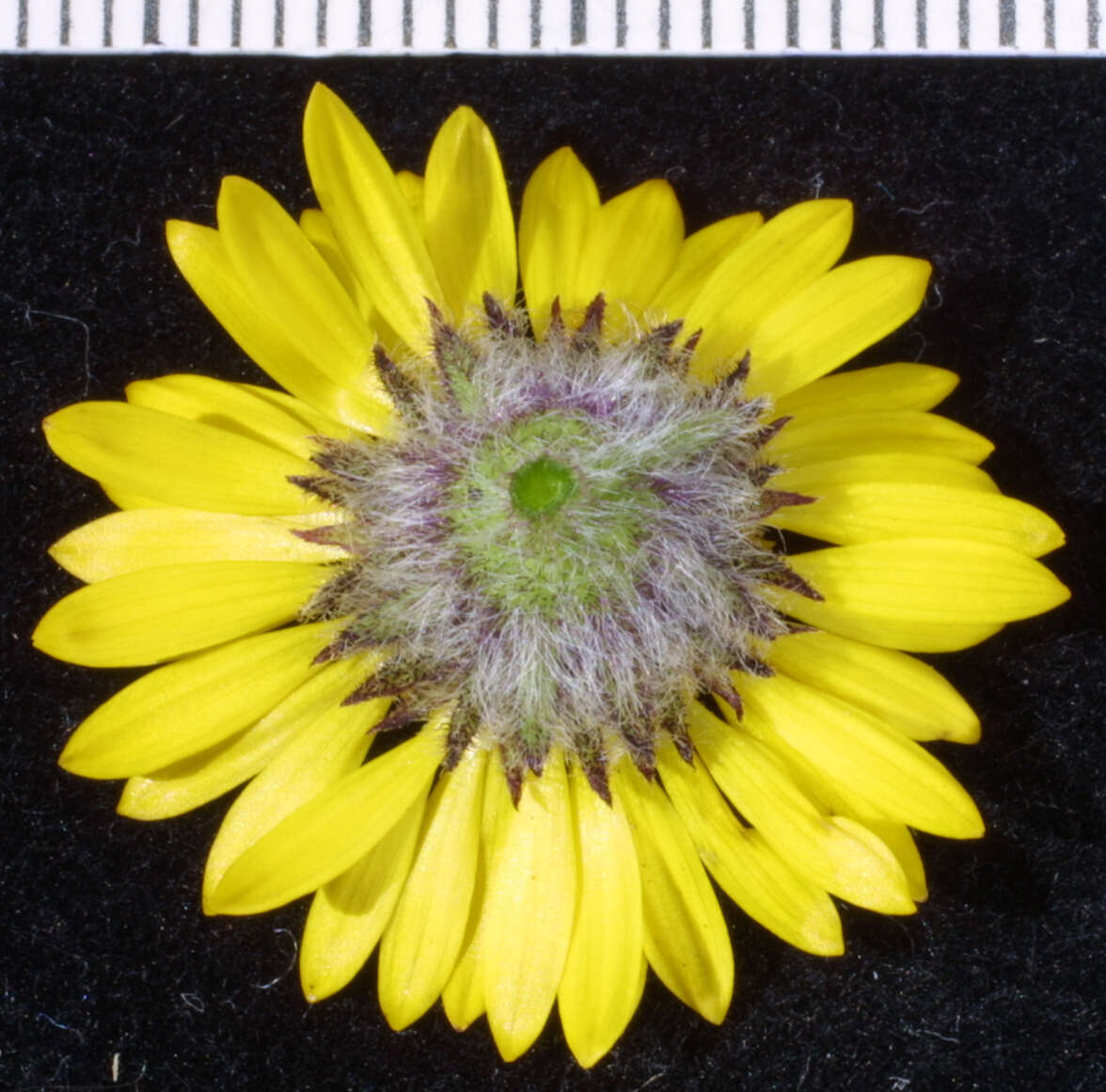 Image of alpine yellow fleabane