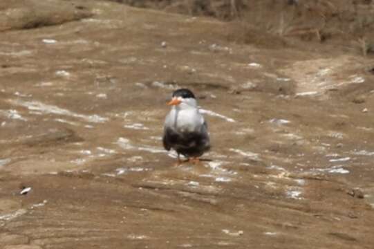 Image of Black-bellied Tern