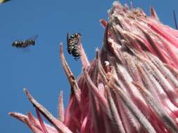 Image de Protea curvata N. E. Br.