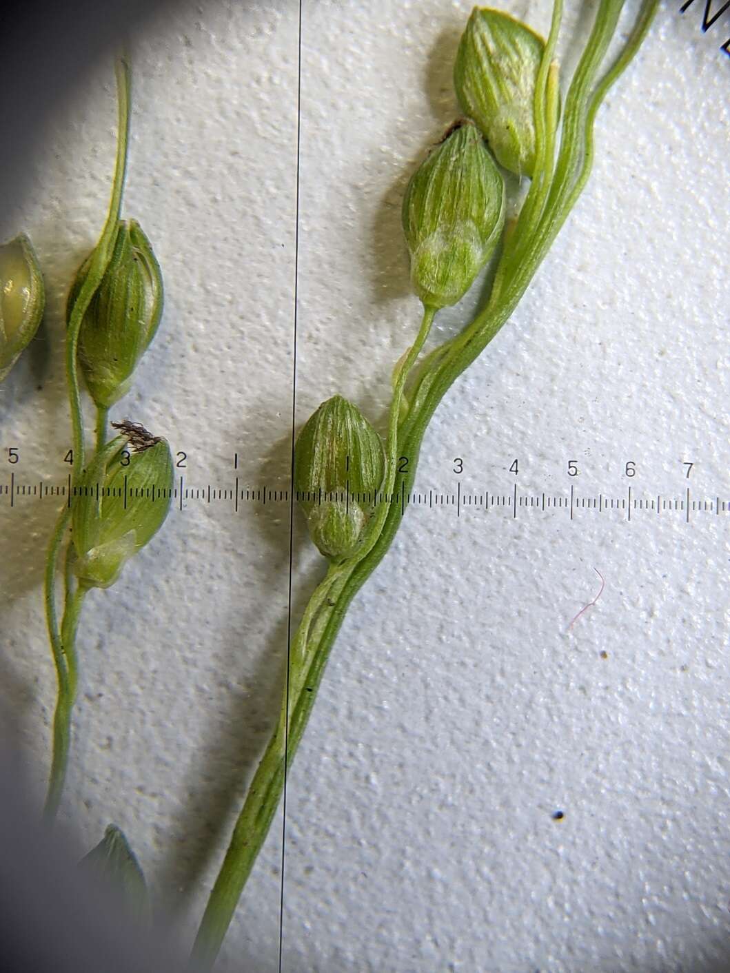 Panicum linearifolium Scribn. resmi