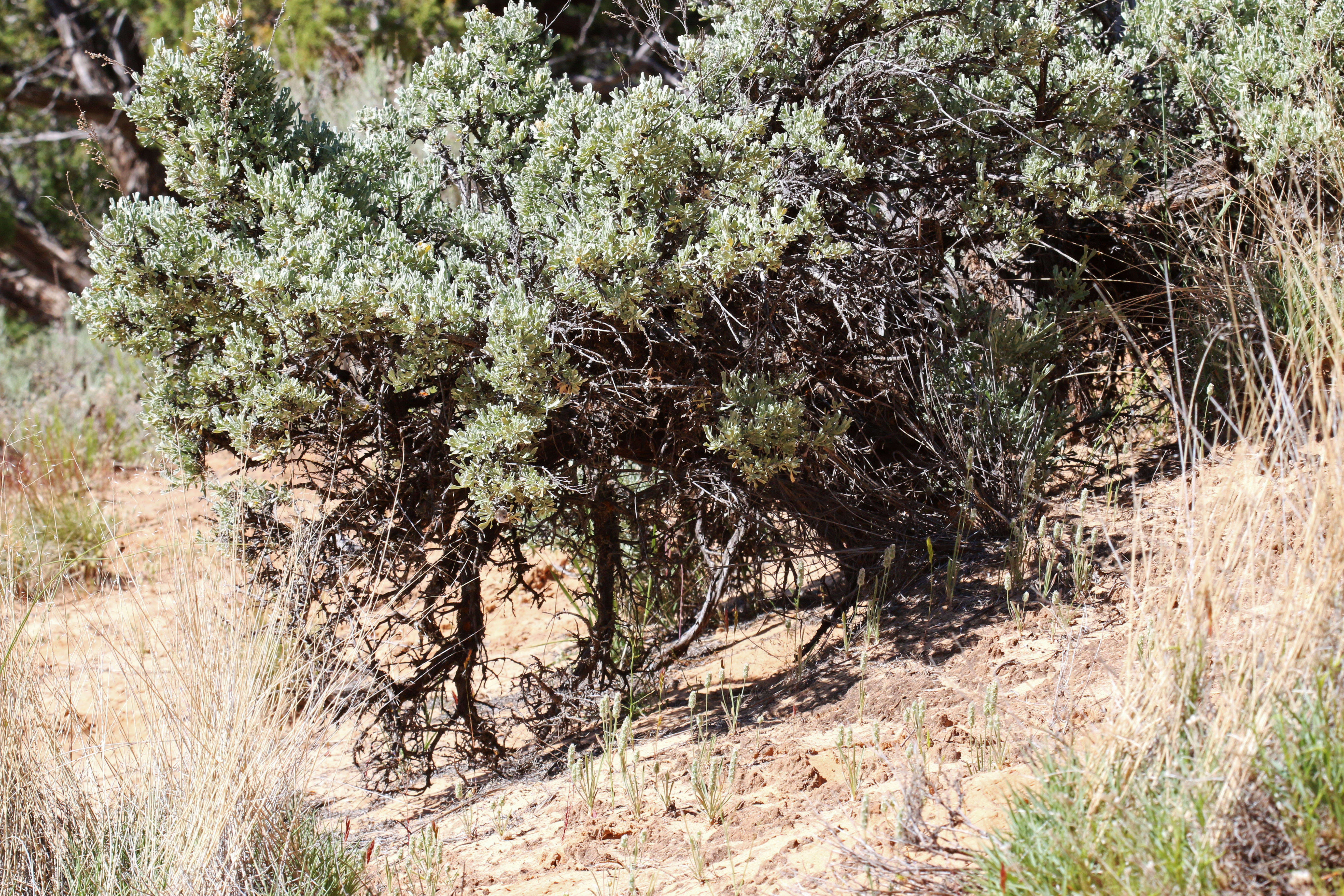 Imagem de Artemisia tridentata (Nutt.) W. A. Weber