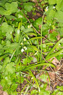 Image of few-flowered leek