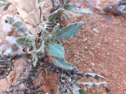 Image of Acanthopsis glauca (E. Mey.) Schinz