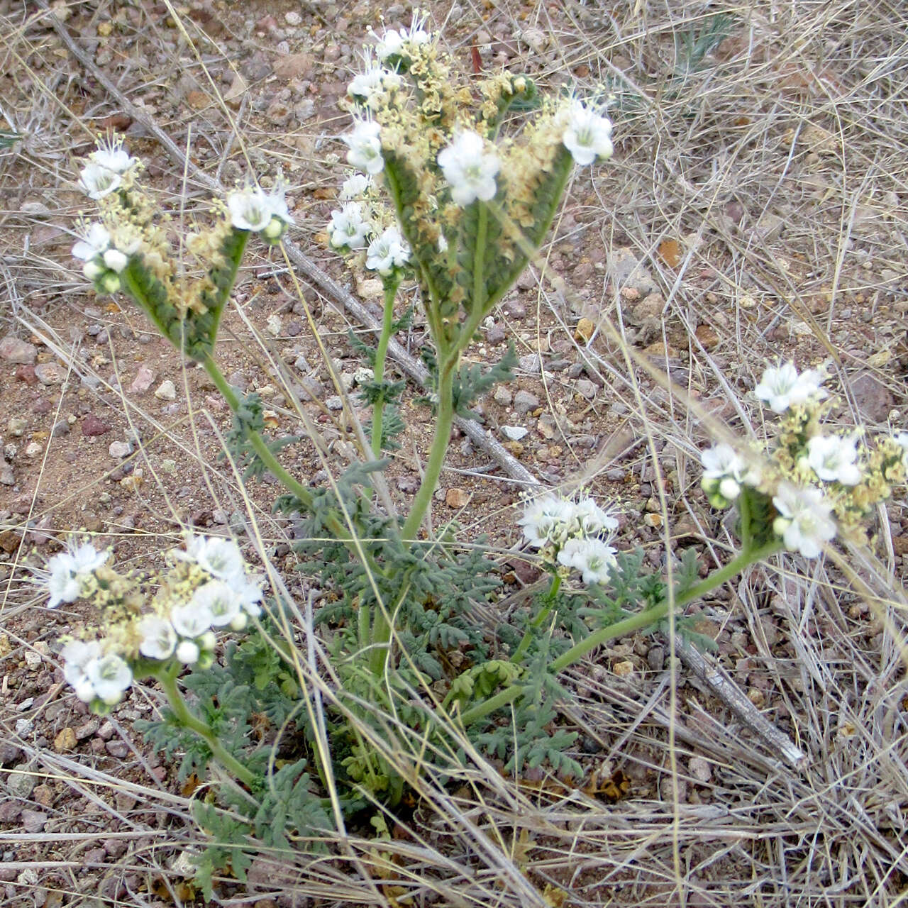 Image of Pope's phacelia