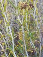 Image de Teucrium carolipaui Vicioso ex Pau