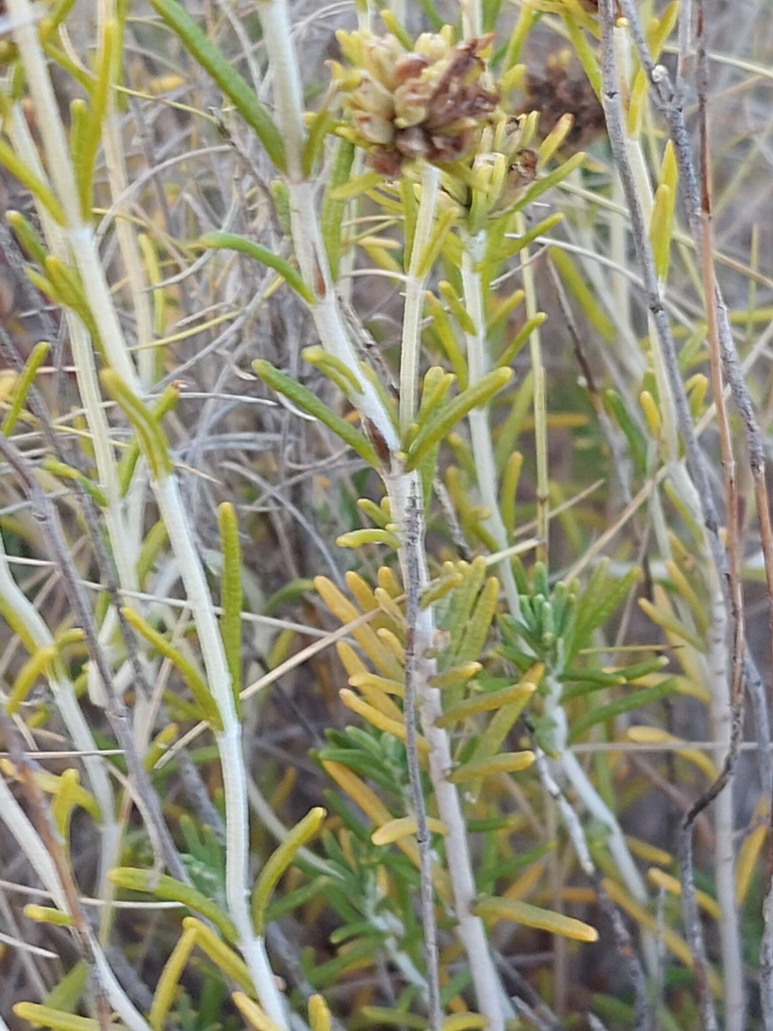 Image de Teucrium carolipaui Vicioso ex Pau