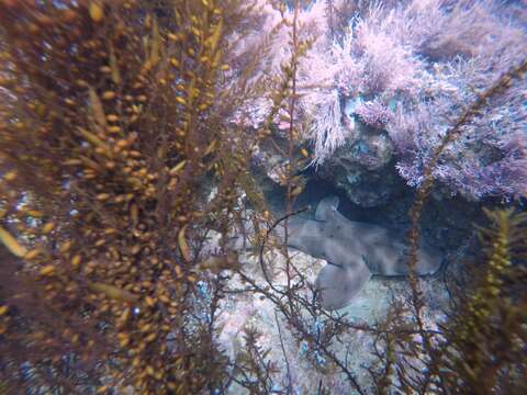 Image of Bullhead Shark