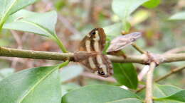 Image of Orosanga japonica (Melichar 1898)