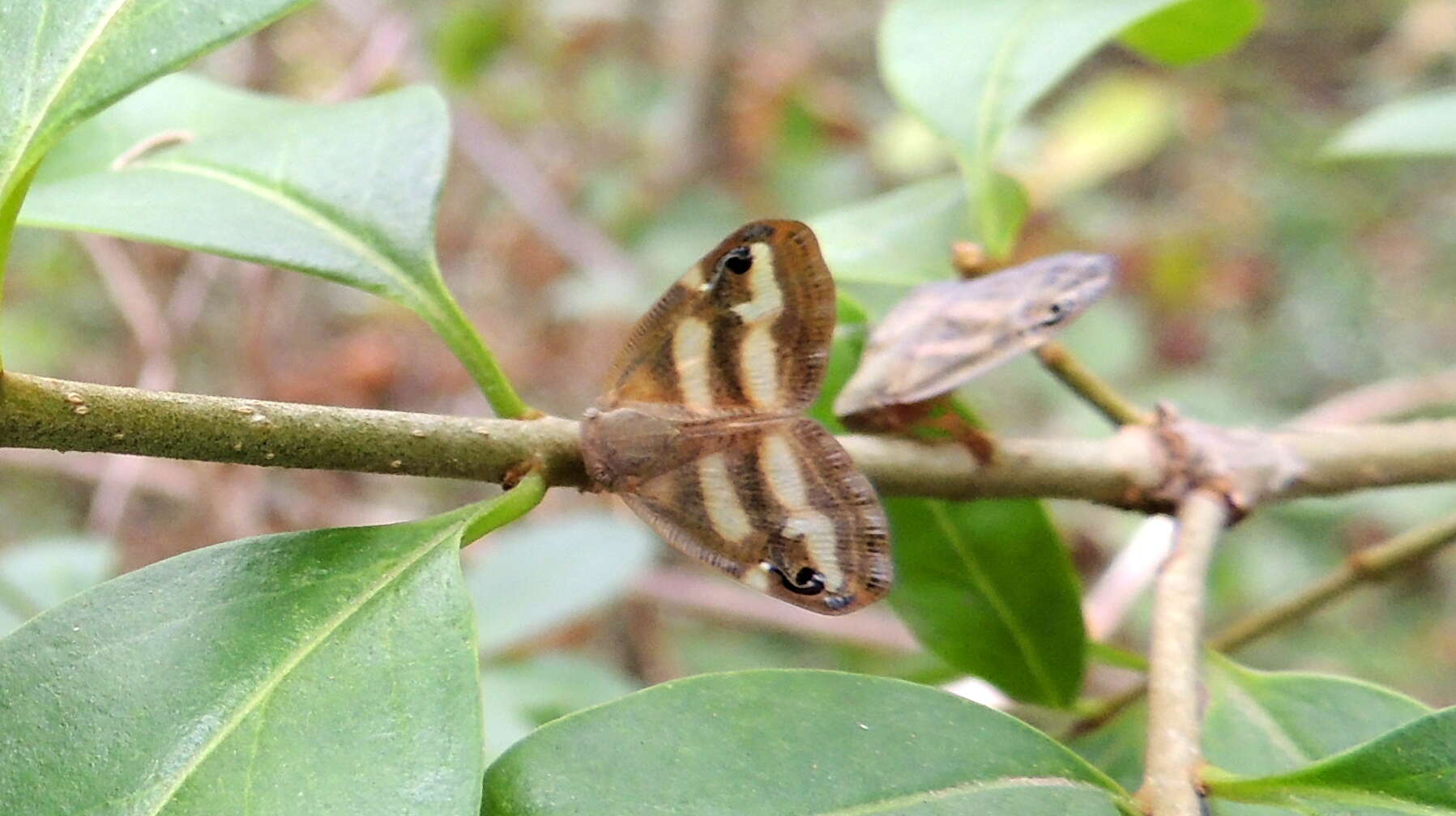 Image of Orosanga japonica (Melichar 1898)