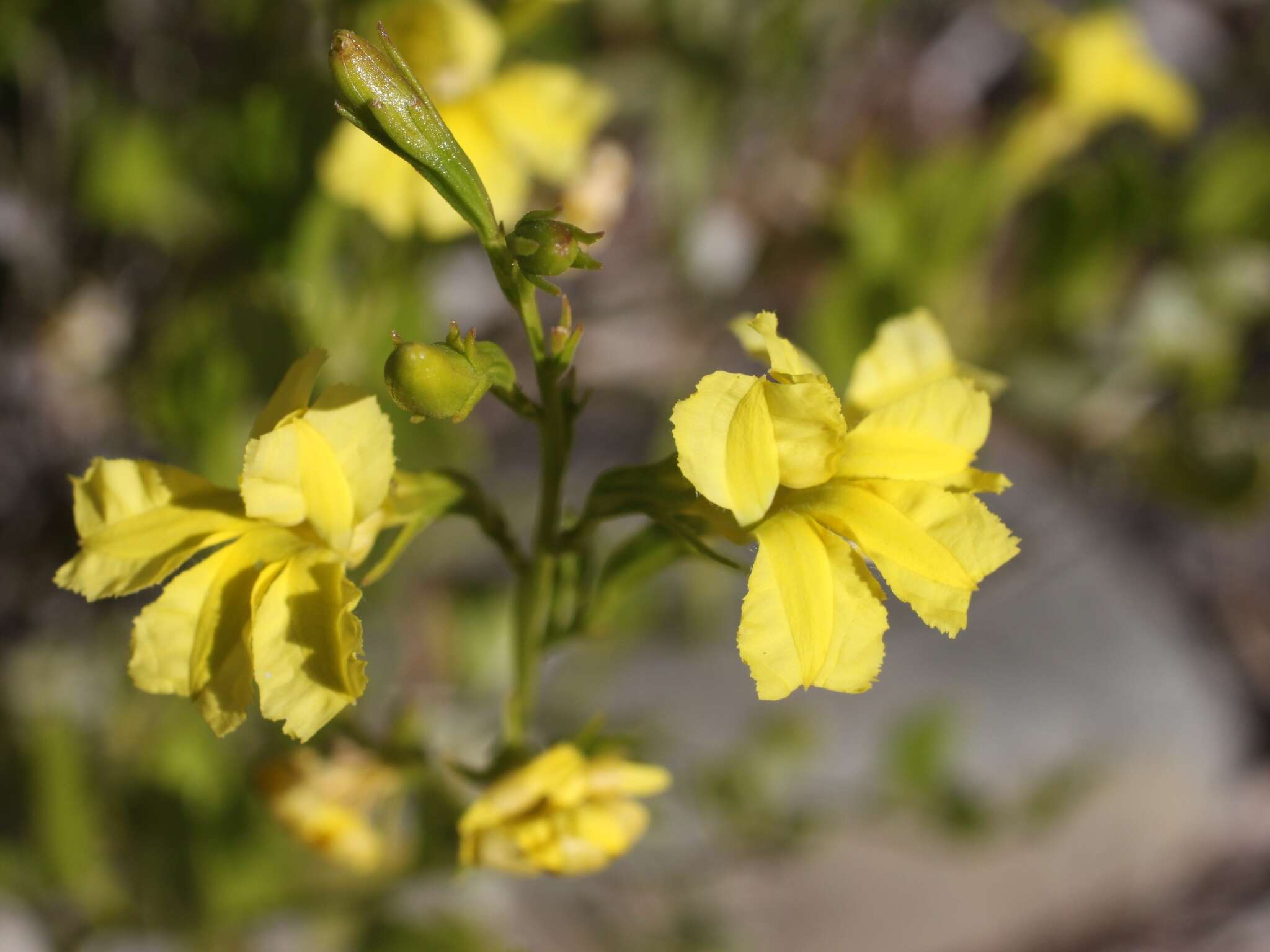 Image of Goodenia vernicosa J. M. Black