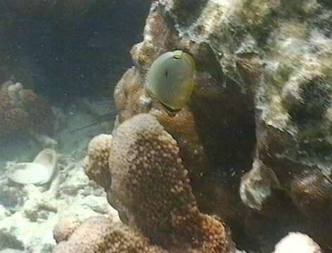 Image of Lineated Butterflyfish