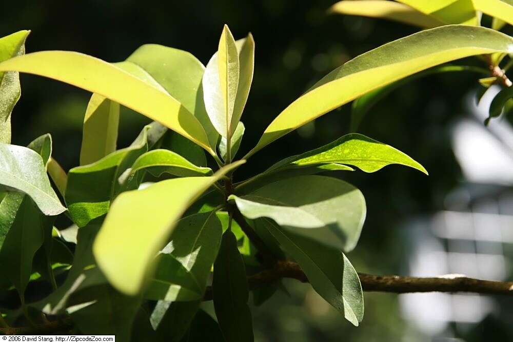 Image of sapodilla