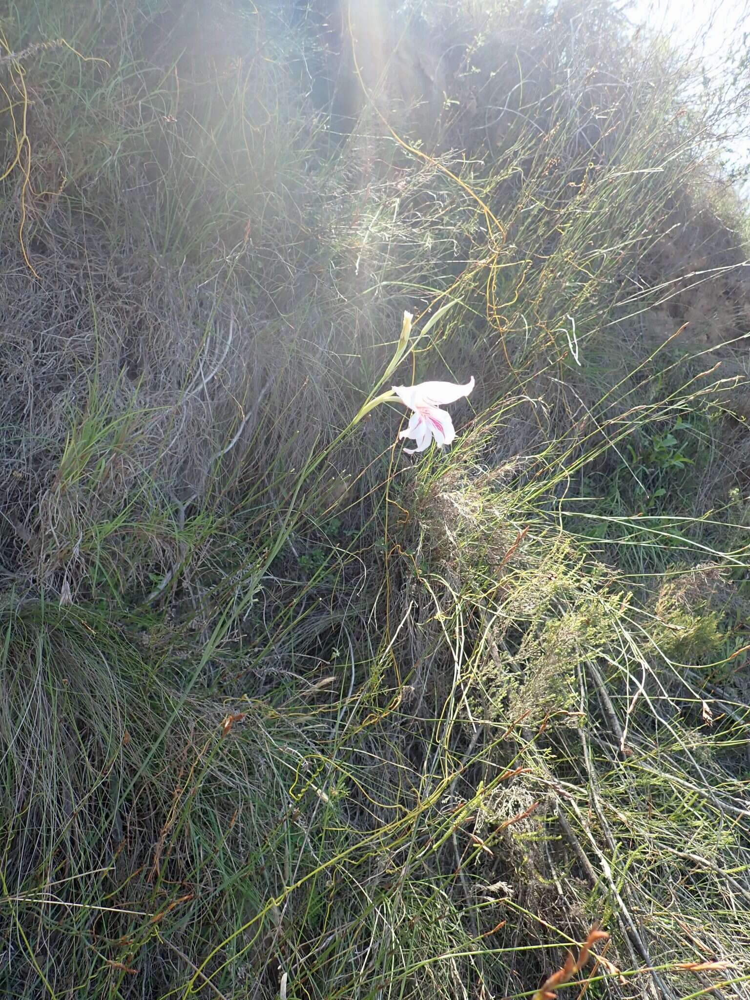 Слика од Gladiolus roseovenosus Goldblatt & J. C. Manning