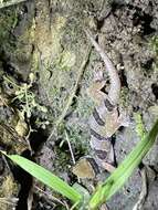 Image of Banded Leaf-toed Gecko