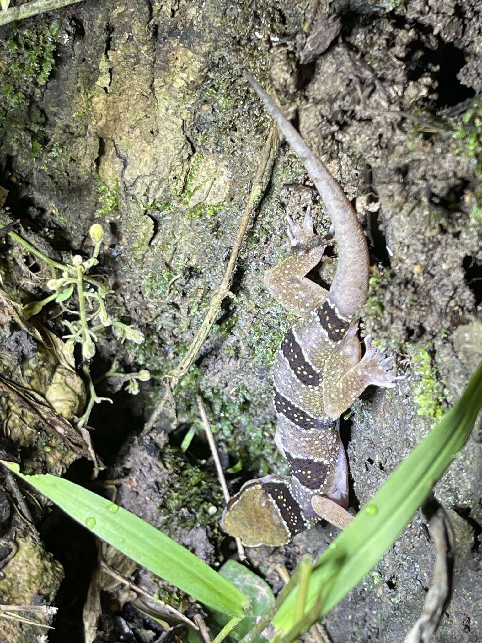 Слика од Hemidactylus coalescens Wagner, Leaché & Fujita 2014